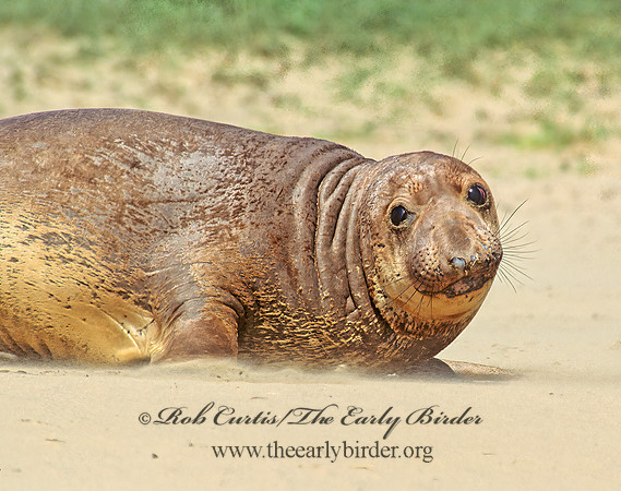 Mirounga angustirostris  NORTHERN ELEPHANT SEAL 110822z