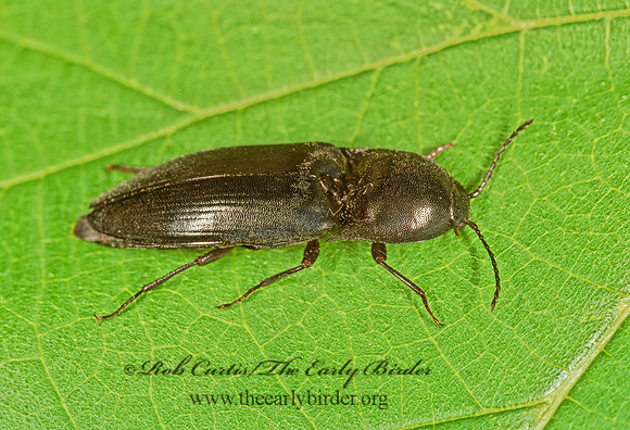 Ampedus melsheimeri  CLICK BEETLE 278113z