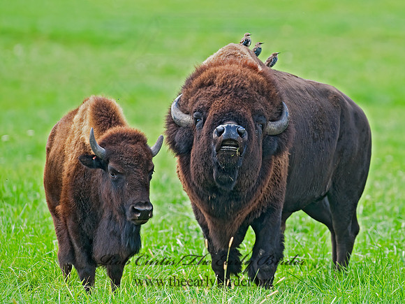 Bison bison  BISON 8023925z
