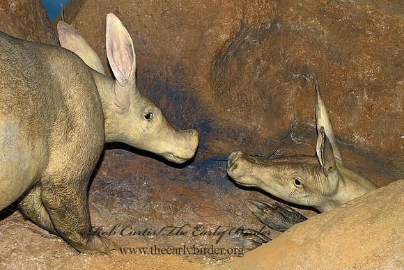 Oryceteropus ater  AARDVARK 6001756z