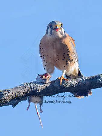Falco sparverius AMERICAN KESTREL 9086019z