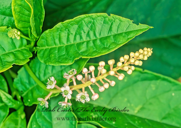 Phytolacca americana   AMERICAN POKEWEED  182831z
