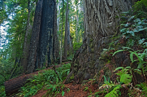 Avenue of the Giants 8019916z