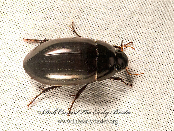 Hydrochara   WATER SCAVENGER BEETLE 9050624z