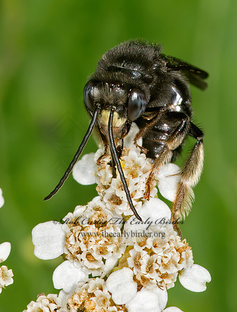 Melissodes bimaculatus  2-SPOTTED LONGHORN BEE 9040132z