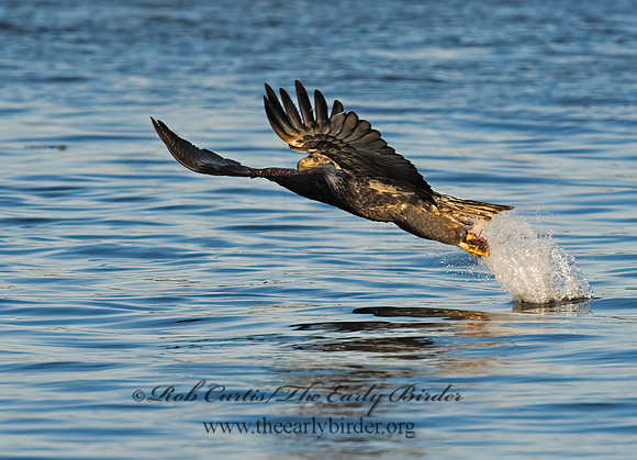 Haliaeetus leucocephalus  BALD EAGLE 8009819z