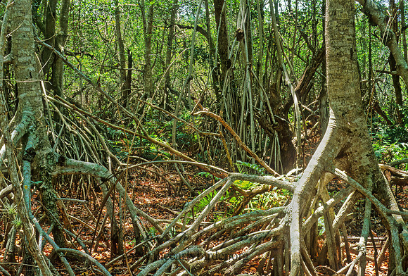 Rhizophora mangle  RED MANGROVE 260411z
