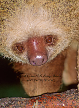 Choloepus hoffmanni  HOFFMAN'S 2-TOED SLOTH 97126z