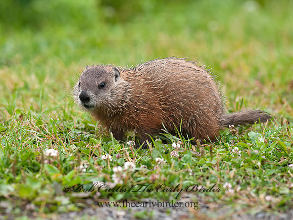 Marmota monax  WOODCHUCK 8034812z