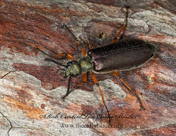 Lytta aeneus 6003144 z