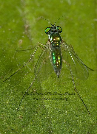 Amblypsilopus scintillans  LONGLEGGED FLY 5013241z