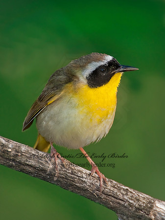 Geothylpis trichas  COMMON YELLOWTHROAT 3007630z