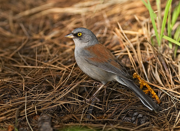 Junco phaeonotus  YELLOW-EYED JUNCO 6026892z
