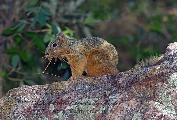 Sciurus nayaritensis  MEXICAN FOX SQUIRREL 6026858z