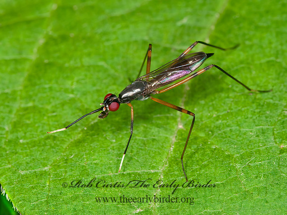 Rainieria antennaepes  STILT-LEGGED FLY 3015522z