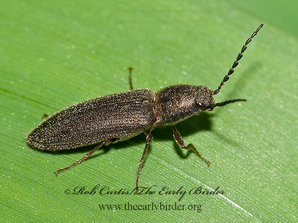 Limonius sp  CLICK BEETLE 3016866z