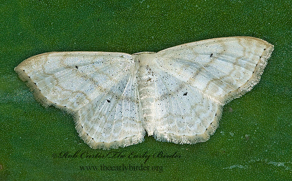 Scopula limboundata LARGE LACE-BORDER 5014014z