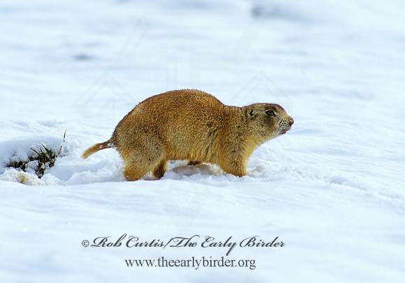 Cynomys gunnisoni  GUNNISON'S PRAIRIE DOG 102526z