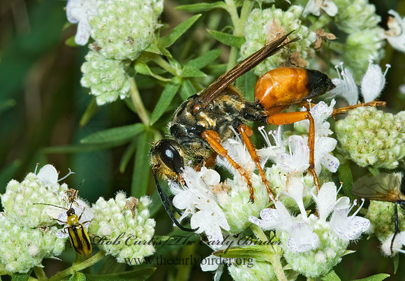 Sphex ichneumoneus 5001341z