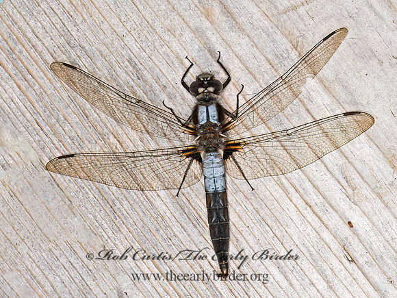 Ladona julia CHALK-FRONTED CORPORAL 9034002z