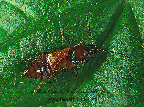 Pelecomalium 151321z