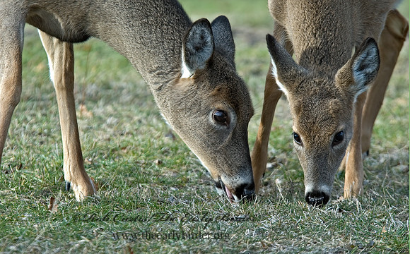 Odocoileus virginianus  WHITE-TAILED DEER 5003456 z