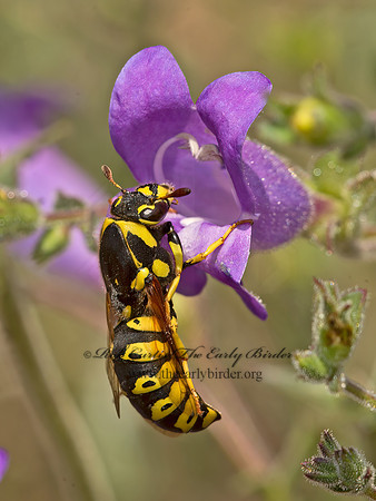 Pseudomasaris vespoides  POLLEN WASP 9058488z