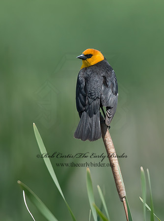 Xanthocephalus xanthocephalus  YELLOW-HEADED BLACKBIRD 6004074z