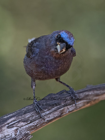Passerina versicolor  VARIED BUNTING 3041026z
