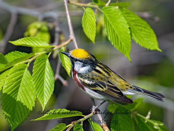 Setophaga pennsylvanica  CHESTNUT-SIDED WARBLER 3008051z