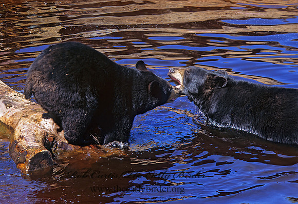 Ursus americanus  BLACK BEAR  302029z