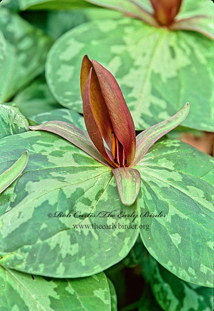 Trillium sessile  TOADSHADE 265026z