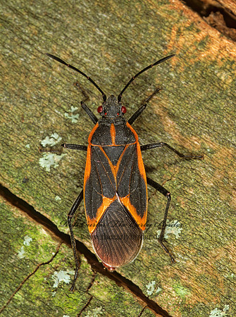 Boisea trivittata 1112914z