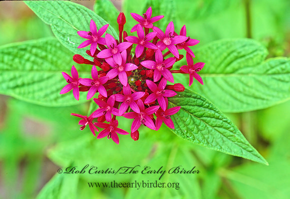 Pentas lanceolata   EGYPTIAN STARCLUSTER 193205z