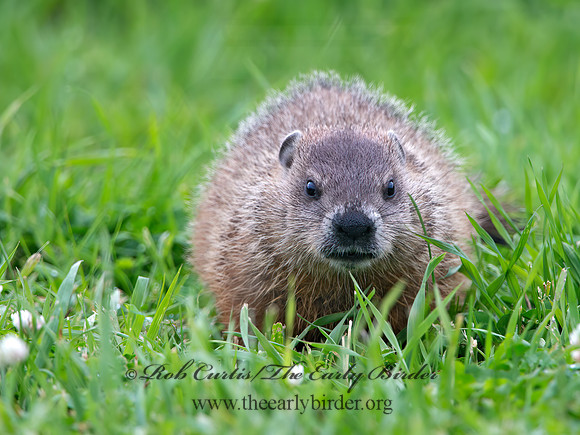 Marmota monax  WOODCHUCK 9035719z