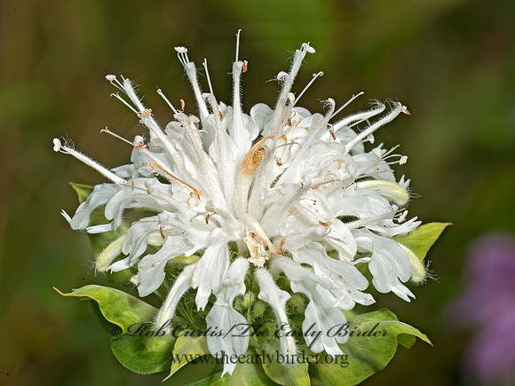 Monarda fistulosa  WILD BERGAMOT 9024215z