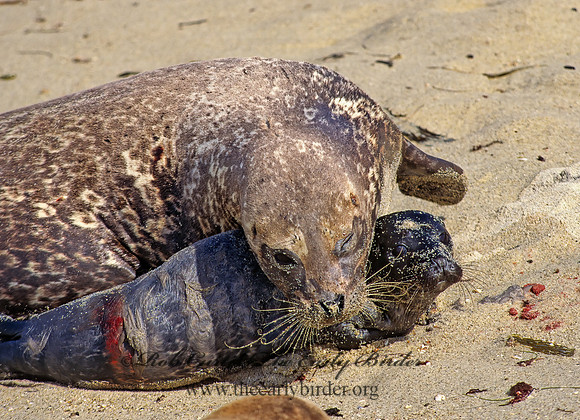 Phoca vitulina  HARBOR SEAL 124713z