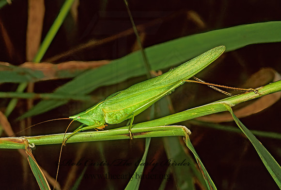 Neoconocephalus ensiger 114936z
