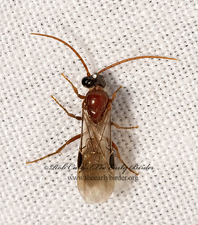 Brachycistis  TIPHIID WASP 3036570z