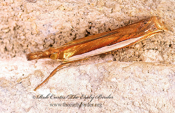 Crambus  GRASS MINER MOTHCrambus 278326z