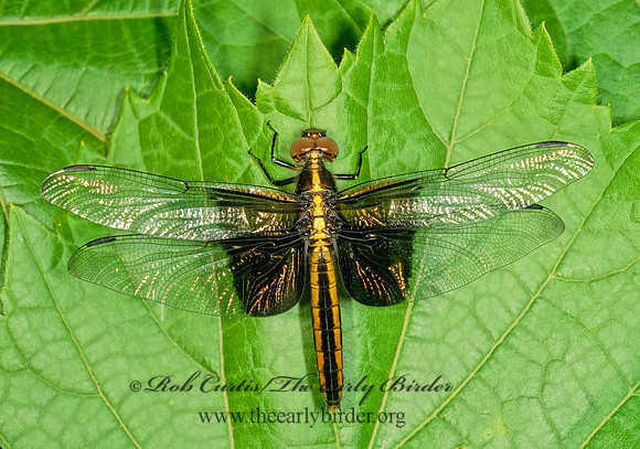 Libellula luctuosa WIDOW SKIMMER 291009 Fz