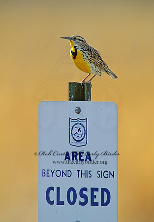 Sturnella neglecta  WESTERN MEADOWLARK 103119z