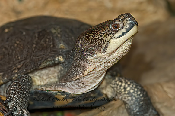 Emydoidea blanding  BLANDING'S TURTLE 5011126z