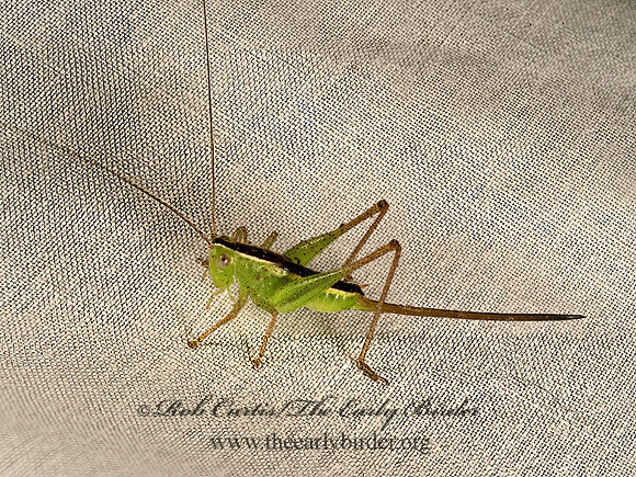 Conocephalus  LESSER MEADOW KATYDID 9051981z