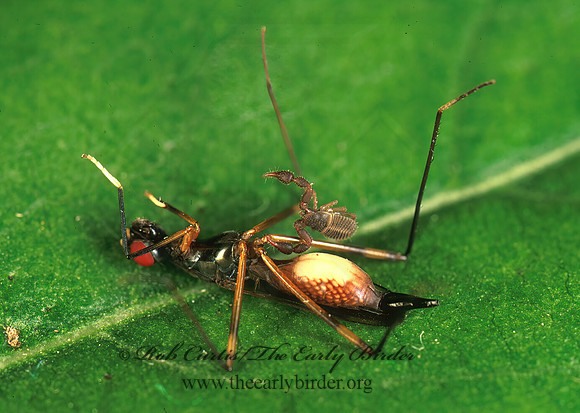 Rainieria antennaepes  STILT-LEGGED FLY 155011 z