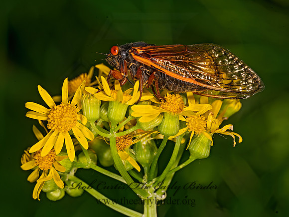 Magicicada cassinii CASSINI'S 17-YEAR CICADA 3043623z