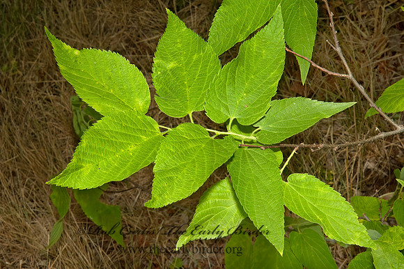 Celtis occidentailis  COMMON HACKBERRY 5009184 z
