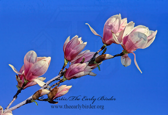 Michellia dolsopa - FRAGRANT MAGNOLIA  279826z