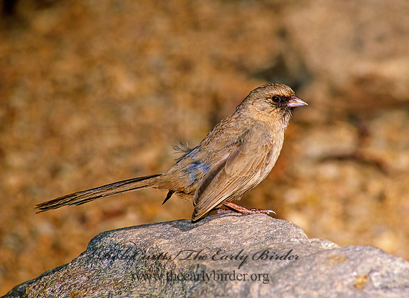 Melozone aberti  ABERT'S TOWHEE 74737z