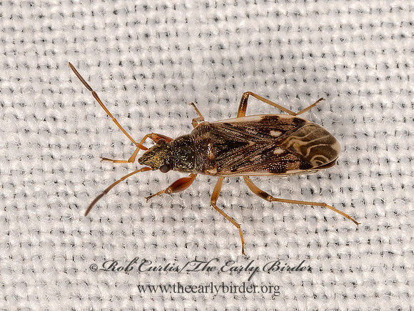 Ligyrocoris diffusus  DIRT-COLORED SEED BUG 3023657z